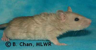 MLWR Xtabentún - 27 days