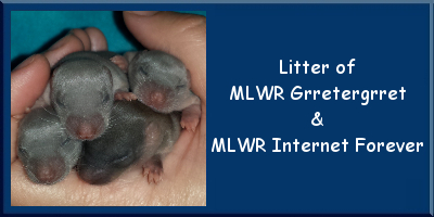 Litter of MLWR Grretergrret and MLWR Internet Forever