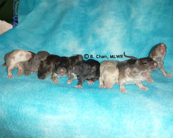 Group - Day 13