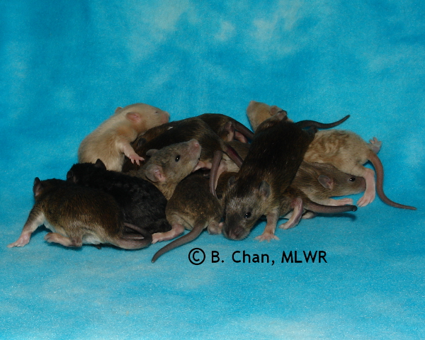 Group - Day 15
