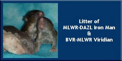Litter of MLWR-DAZL Iron Man and BVR-MLWR Viridian