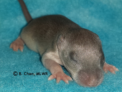 MLWR Sizzling Frost - 10 days