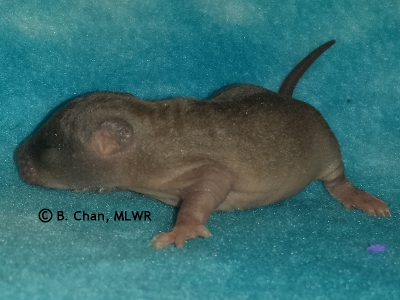 MLWR Soft Stone - 9 days
