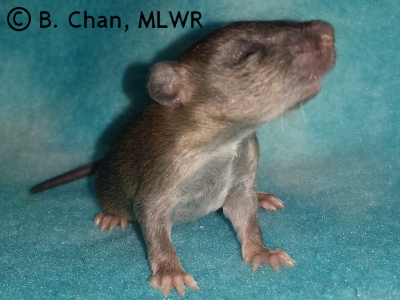 MLWR Young Ancient - 14 days