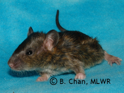 MLWR Young Ancient - 19 days