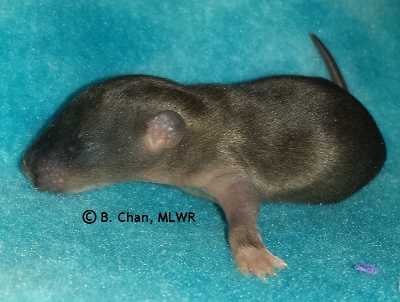 MLWR Young Ancient - 9 days