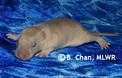 Logan - 11 days old