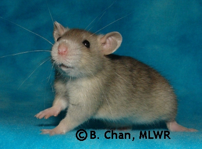 Logan - 29 days old