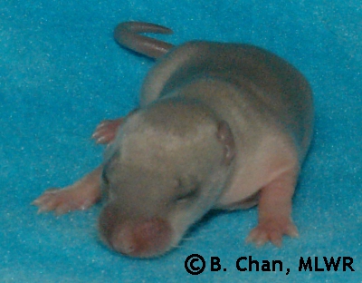 Logan - 8 days old
