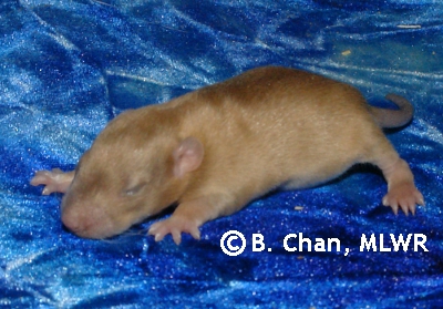 Rytlock - 11 days old