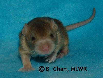 Rytlock - 15 days old