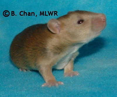 Rytlock - 15 days old