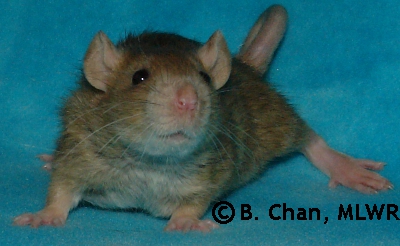 Rytlock - 29 days old