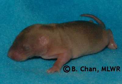 Rytlock - 8 days old