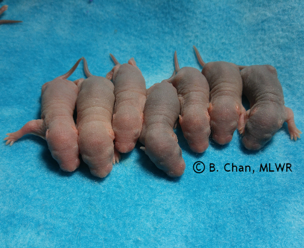 Boys - 5 days old