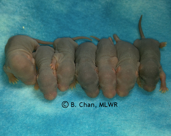 Boys - 6 days old