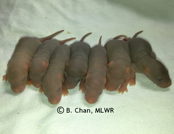 Boys - 7 days old