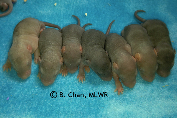 Boys - 9 days old