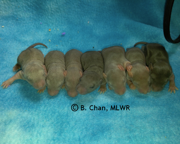 Boys - 10 days old