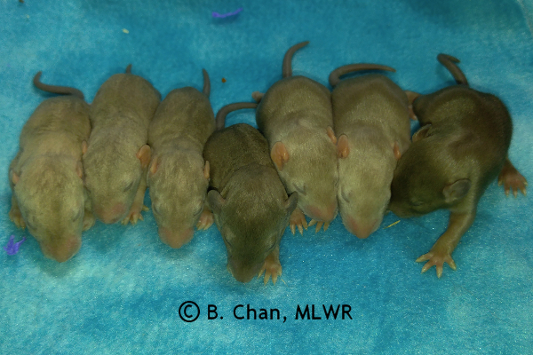 Boys - 12 days old