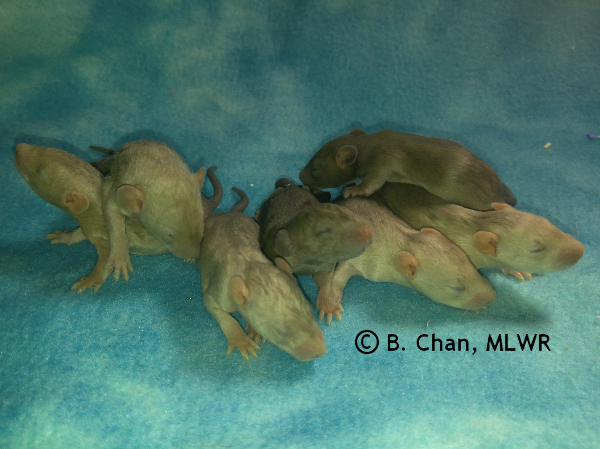Boys - 14 days old