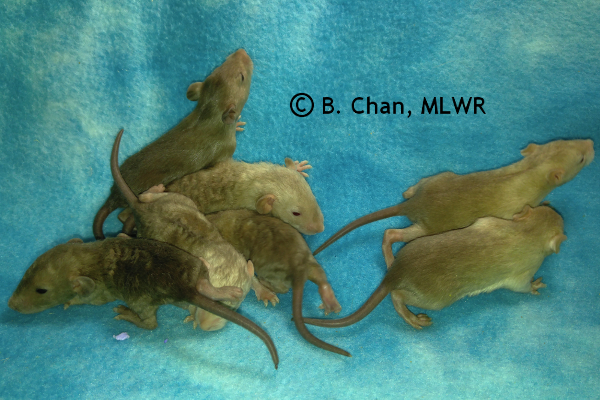 Boys - 16 days old