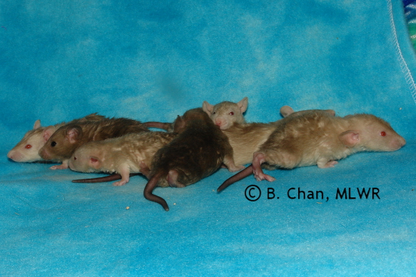 Boys - 21 days old