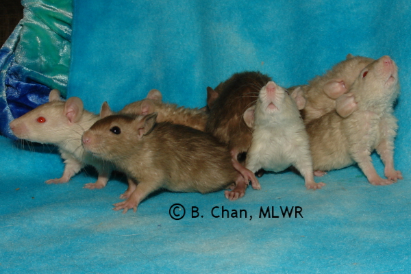 Whole litter - 26 days old