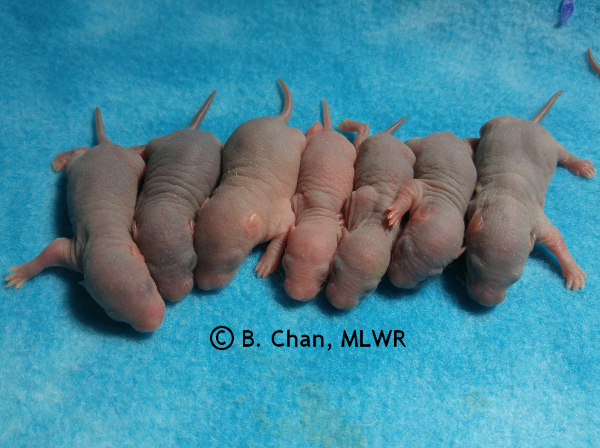 Girls - 5 days old