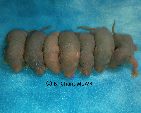 Girls - 6 days old