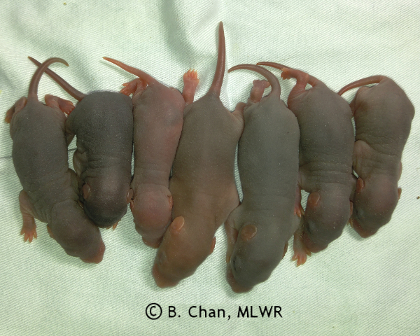 Girls - 7 days old