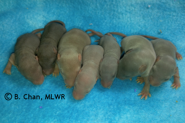 Girls - 9 days old
