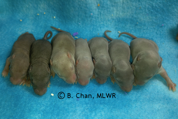 Girls - 10 days old