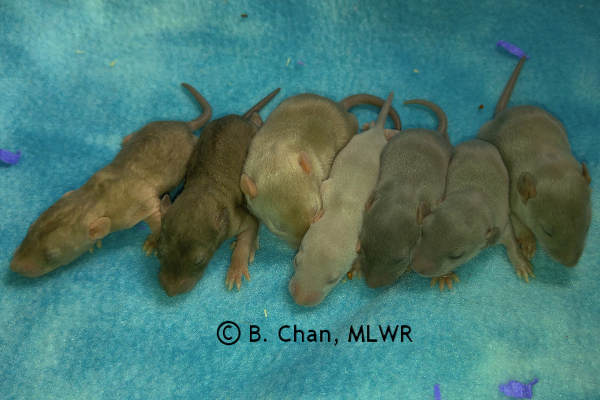Girls - 12 days old