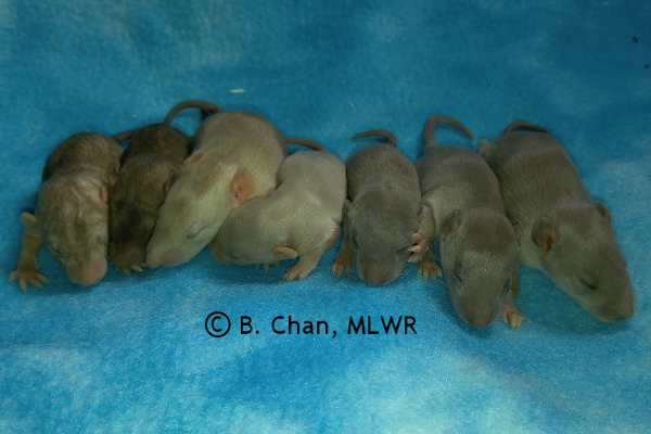 Girls - 13 days old
