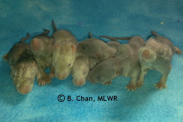 Girls - 14 days old