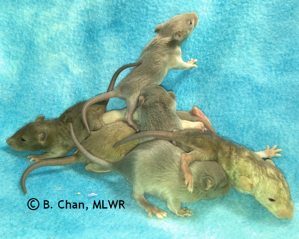 Girls - 16 days old