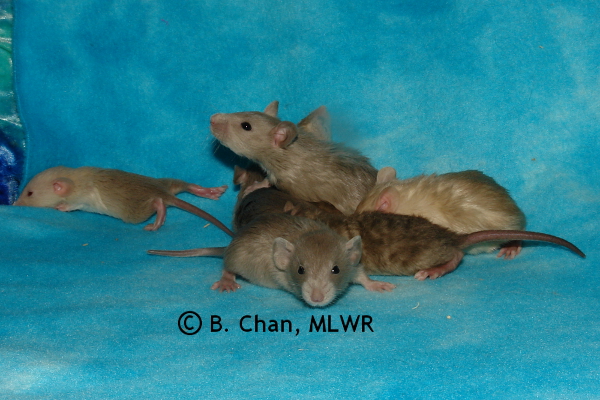 Girls - 21 days old