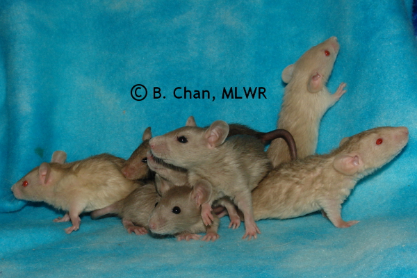 Girls - 26 days old