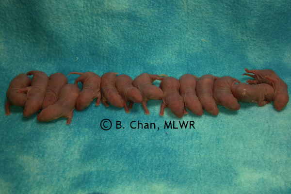 Whole litter - 0 days old