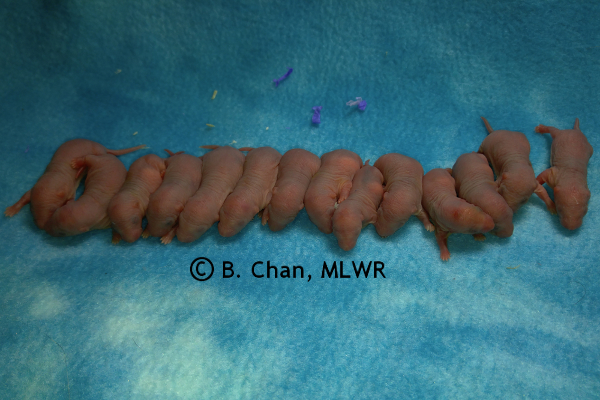 Whole litter - 1 day old