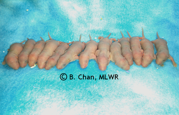 Whole litter - 2 days old
