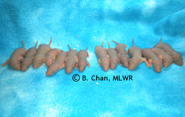 Whole litter - 3 days old