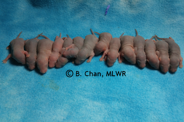 Whole litter - 5 days old