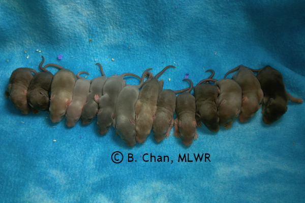 Whole litter - 10 days old