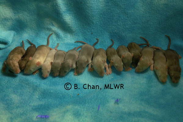 Whole litter - 12 days old