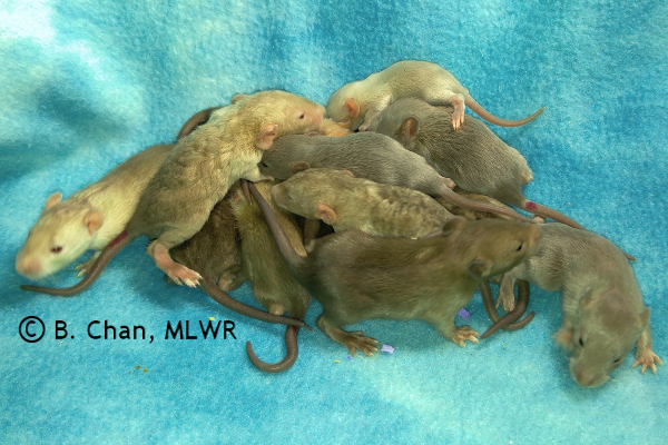 Whole litter - 16 days old