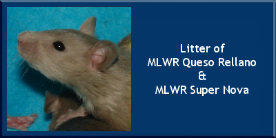 Litter of MLWR Queso Rellano and MLWR Super Nova