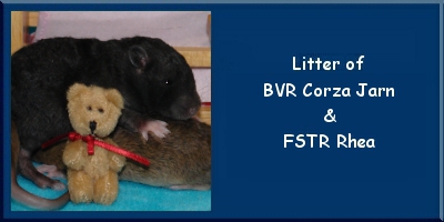 Litter of Corza and Rhea