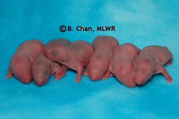 Whole Litter - Day 0